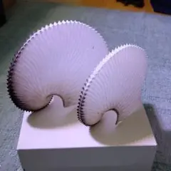 アオイガイ タコブネ