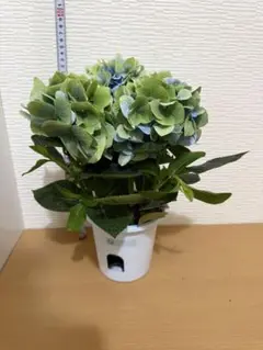 福岡県鬼木様の紫陽花☆ハイドランジア☆筑紫路風車☆8号鉢☆超