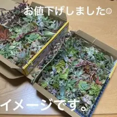 最終値下げ☺︎多肉植物☆