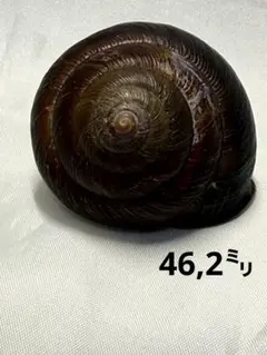 貝殻標本　ヤンバルマイマイ
