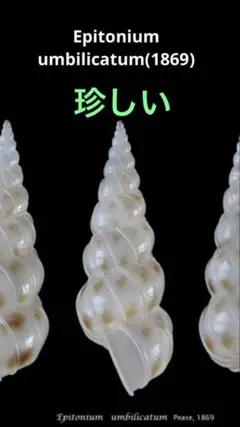 貝殻 Epitonium umbilicatum 1匹(20~23mm)