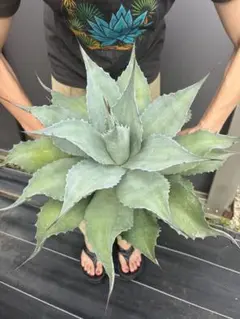 オバティフォリア　鉢植えのまま発送 オバティフォリア 鉢植えのまま発送