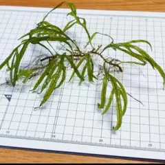 ミクロソリウムトライデント 残り1