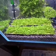 2 サムライモス 国産竹炭 【大きめ】サムライモスマット