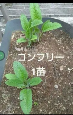 2025年最新】コンフリー 苗の人気アイテム - メルカリ