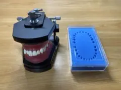 タイポドント咬合器&メタルティースセット　ロッキー（JMオーソ）型　中古 2025年最新】タイポドントの人気アイテム - メルカリ