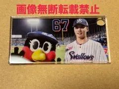 ヤクルトスワローズ 伊藤琉偉(67) アクリルプレート 非売品 1個