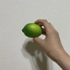 人工ライム　ライム模型　果物模型