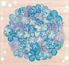【押し花 素材】アジサイブルー67