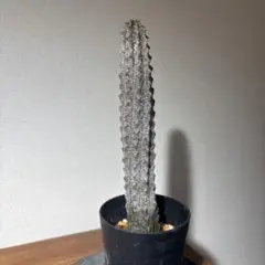 【超珍品】ユ一フォルビア　アブデルクリ 群生 超大株 多肉植物工房 花安 レア | 「ユーフォルビア・アブデルクリ