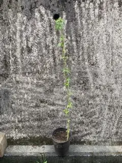 13 福井県産　天然山採り　イロハモミジ イロハモミジを植えてみよう！魅力と育て方 | 植木買うなら
