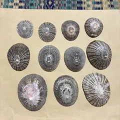 【468】マツバガイ　セット　きらきら　光沢　シルバー　銀色　灰色　グレー　黄色