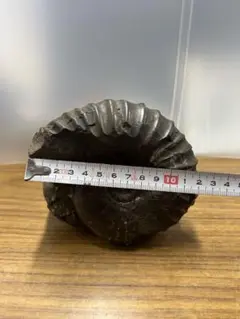 アンモナイト　化石
