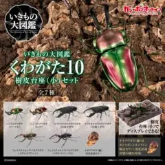 いきもの大図鑑　くわがた10フェイスタメルシワバネクワガタ（メタリックパープル）