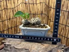 ✨✨✨オオハマボウ【麗イボ系◎珊瑚山形】検/ユウナ/美株品 ✨✨✨オオハマボウ【麗イボ系 ◎美丸形】検/ユウナ - メルカリ