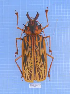 2025年最新】オオキバウスバカミキリ 標本の人気アイテム - メルカリ