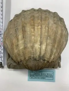 北海道産　タカハシホタテ　化石　日本の化石 F_takahashii004-7.jpg