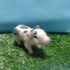 Item thumbnail for item e1f02f1e-a35a-4ba7-a263-4fff5f360b8e