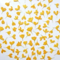 押し花素材 ： キンモクセイ / 金木犀 着色（ 706 レジン パーツ 花材）