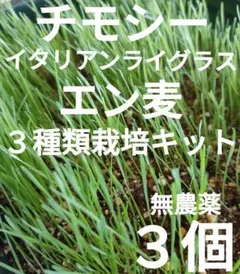 チモシー イタリアンライグラス エン麦 種 栽培キット 生牧草 うさぎ餌 無農薬