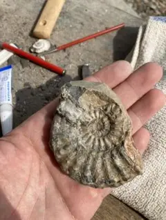 北海道 アンモナイト テキサナイテスカワサキイ 化石 / 恐竜 夏休み