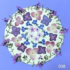 押し花 038 ゼラニウム タイム アジサイ ロベリア バーベナ