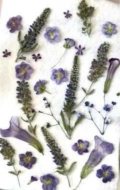 紫のお花セット　押し花