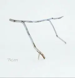 オーナメントしたい自然流木71cm×55cm　創作　飾り　装飾　珊瑚　西海岸風
