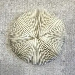 クサビライシ サンゴ 標本 14.5cm 自然科学 インテリア アクアリウム