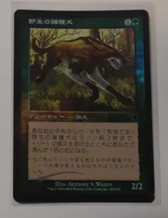 MTG【Foil】ODY 野生の雑種犬/Wild Mongrel 日本語
