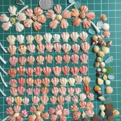天然貝殻　素材　キンチャクガイのお花な工作セット