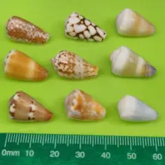 貝殻No658