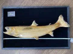 魚＊大イワナ(51cm)剥製  黒又第2ダム　大岩魚 魚の剥製』 【イワナ（岩魚） 43cm 板付き】 ・送料 ： 全国一律