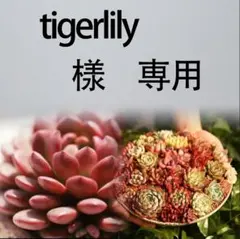 tigerlily 様 専用
