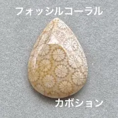 フォッシルコーラル　カボション