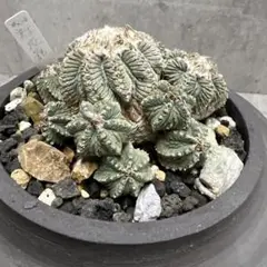 ふ*た様 ◆オークション　花籠　発根済　サボテン　多肉植物 2025年最新】サボテン 花籠の人気アイテム - メルカリ