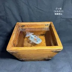 2025年最新】金魚升の人気アイテム - メルカリ