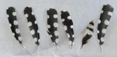 日本の野鳥　アカゲラの羽根　 6枚セット②