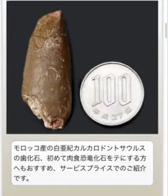 2025年最新】カルカロドントサウルス 歯の人気アイテム - メルカリ