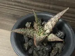 メルカリ便発送☆多肉植物 アロエ属 ネオペキヘミ(ペッキー×ヘミンギー) メルカリ便発送☆アロエ属 ネオペキヘミ(ペッキー×ヘミンギー)