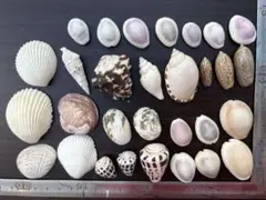 貝殻30個セット 工作やハンドメイドに！