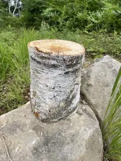 白樺の木の丸太 高さ約30cm 直径約22cm 重さ11kg