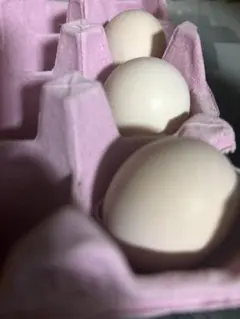 ドンタオ有精卵ハンドメイド