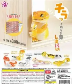 チラッとのぞき見レオパたち ガチャガチャ