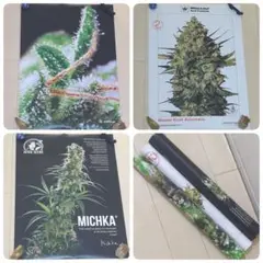 SENSI SEEDS AMSTERDAM センシシーズ ポスター3枚セット