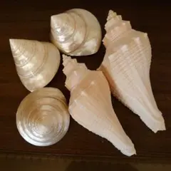 Item thumbnail for item 09d43911-554b-4ed5-84b9-59436f383f89