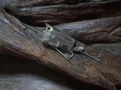 ヘドン　オールド　チャガースプークJr.？ BABY？　クリア