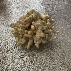 珊瑚 (大) サイパン　お値下げ致しました