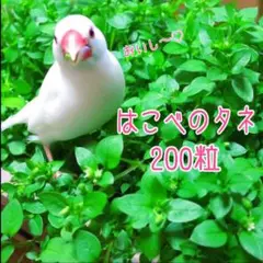 国産ハコベの種200粒★無農薬☆鳥さん、うさぎさん、カメさん、小動物さんに!