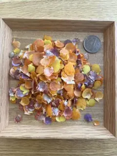 貝殻　ヒオウギ貝　25g